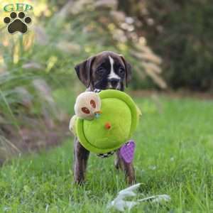 Lacy, Boxer Puppy